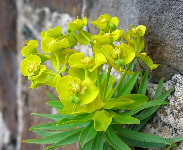 Euphorbia dendroides / Euforbia arborescente